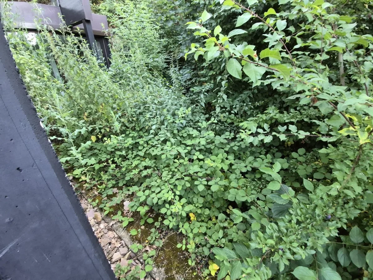 Terrasse vor der Rodung, seitliche Ansicht