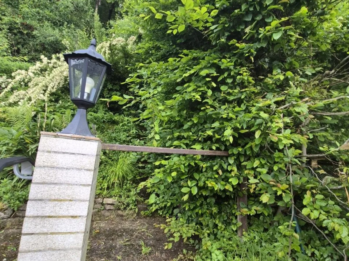 Zugewachsener Aufgang vor der Arbeit