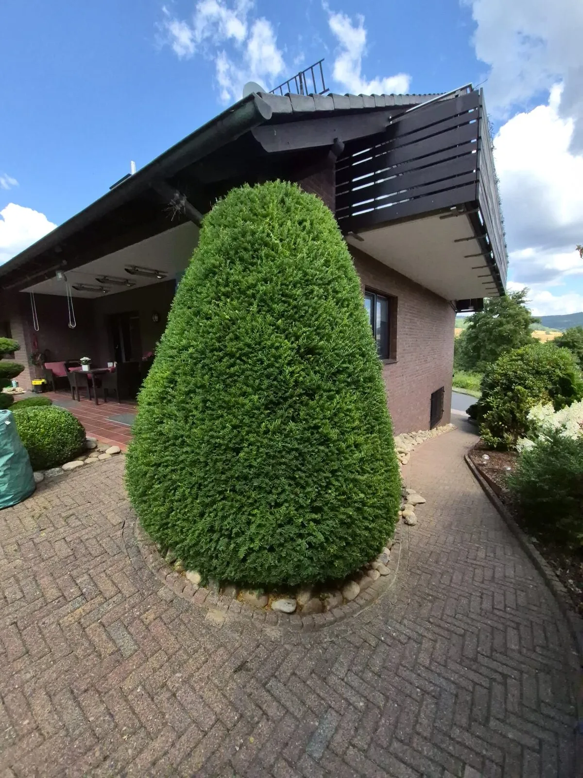 Kegelf&ouml;rmig geschnittene Thuja vor einem Wohnhaus mit Terrasse