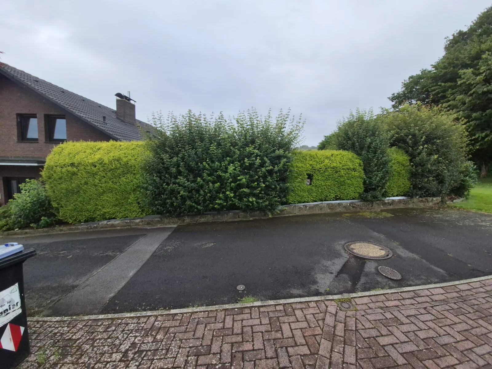 Ungleichm&auml;&szlig;ig gewachsene Hecke vor dem Formschnitt