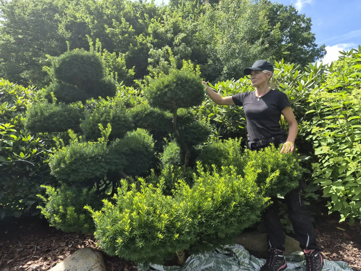 Formschnitt und Gartenpflege direkt vor Ort