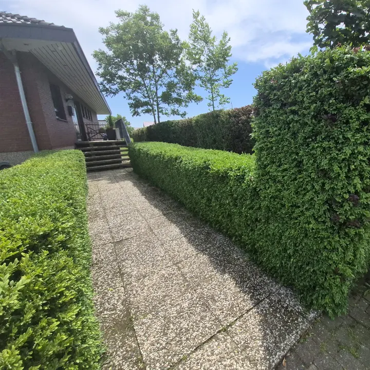 Sauber gepflegter Gartenweg mit geschnittener Hecke