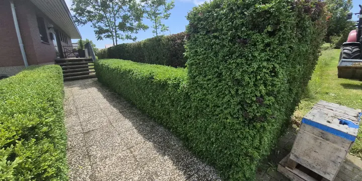 Gartenweg nach Heckenschnitt und R&uuml;ckschnitt