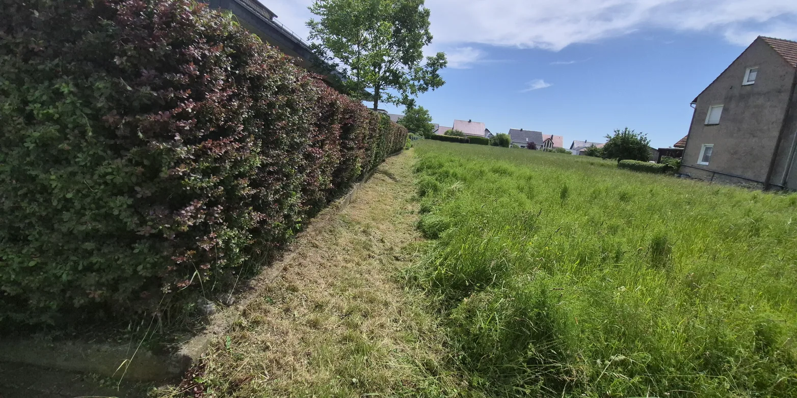 Verwachsener Gartenweg vor dem Schnitt