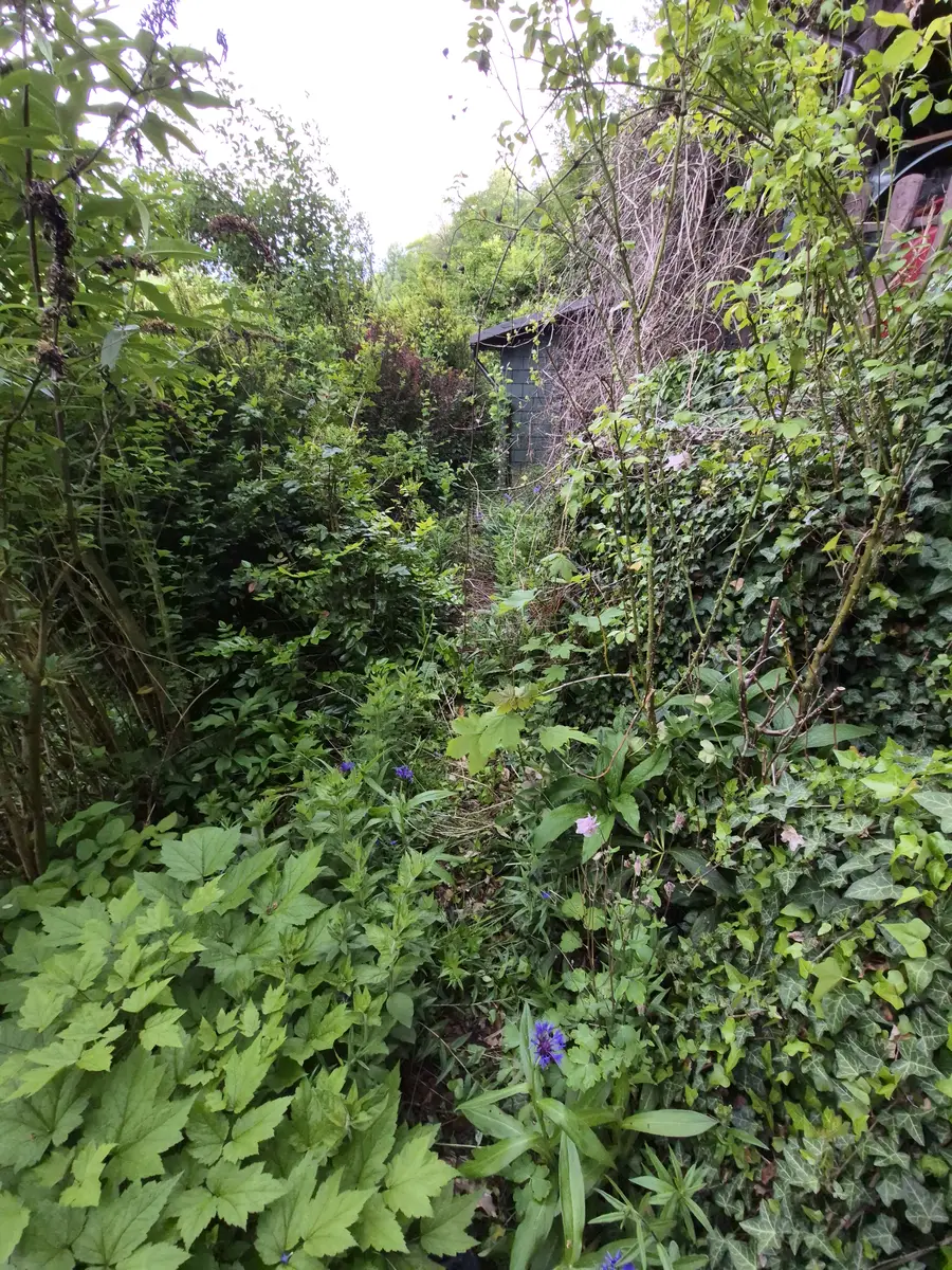 Zugewachsener Gartenweg vor der Gartenpflege